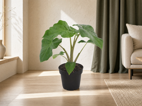 Alocasia Low Raider - 40 cm - Ø12cm - interieur