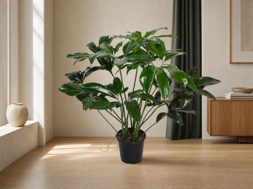 Philodendron Green Wonder - 100 cm - ø24 - interieur