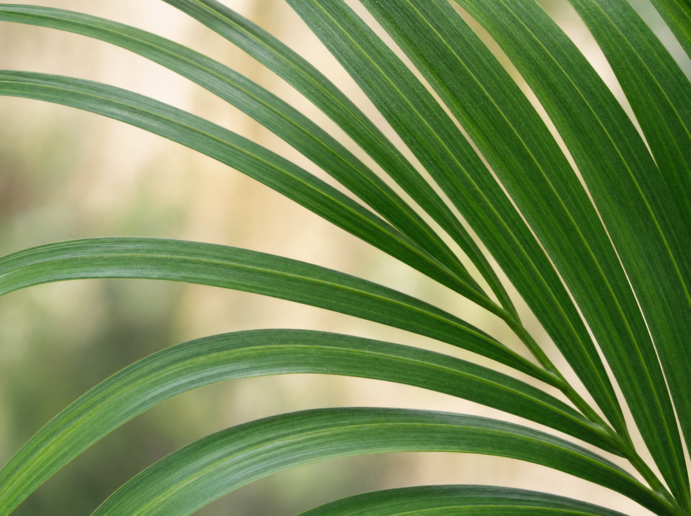 Kentia palm - 160cm - Ø24 - blad close-up