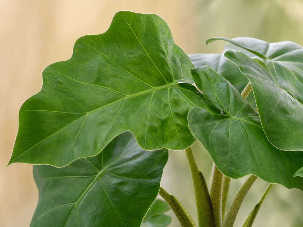 Alocasia Low Raider - 40 cm - Ø12cm - blad close-up