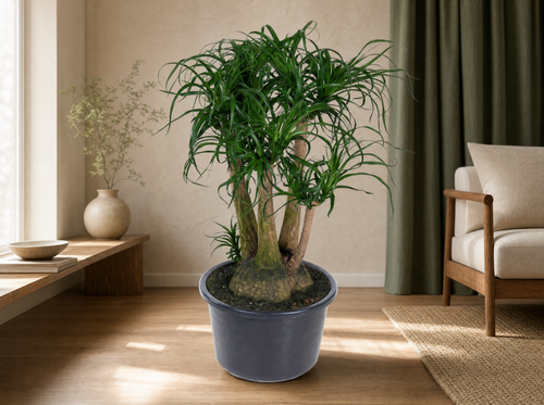 Beaucarnea vertakt - 110 cm - ø41 - interieur
