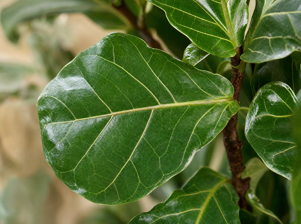 Ficus Lyrata vertakt - 130cm - ø 27cm - blad close-up