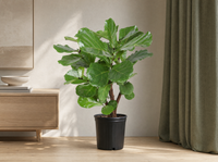 Ficus Lyrata vertakt - 130cm - ø 27cm