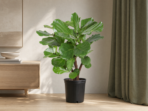 Ficus Lyrata vertakt - 130cm - ø 27cm - interieur