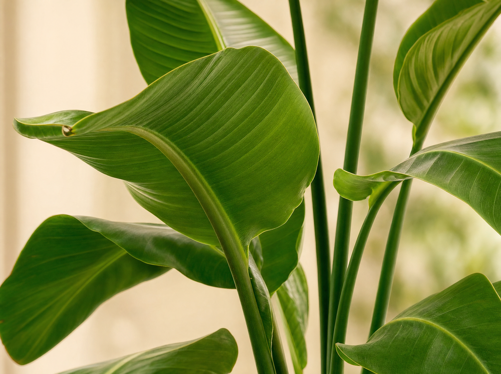 Strelitzia Nicolai inclusief elho Greenville Round zwart - 180 cm - Ø30 - blad close-up
