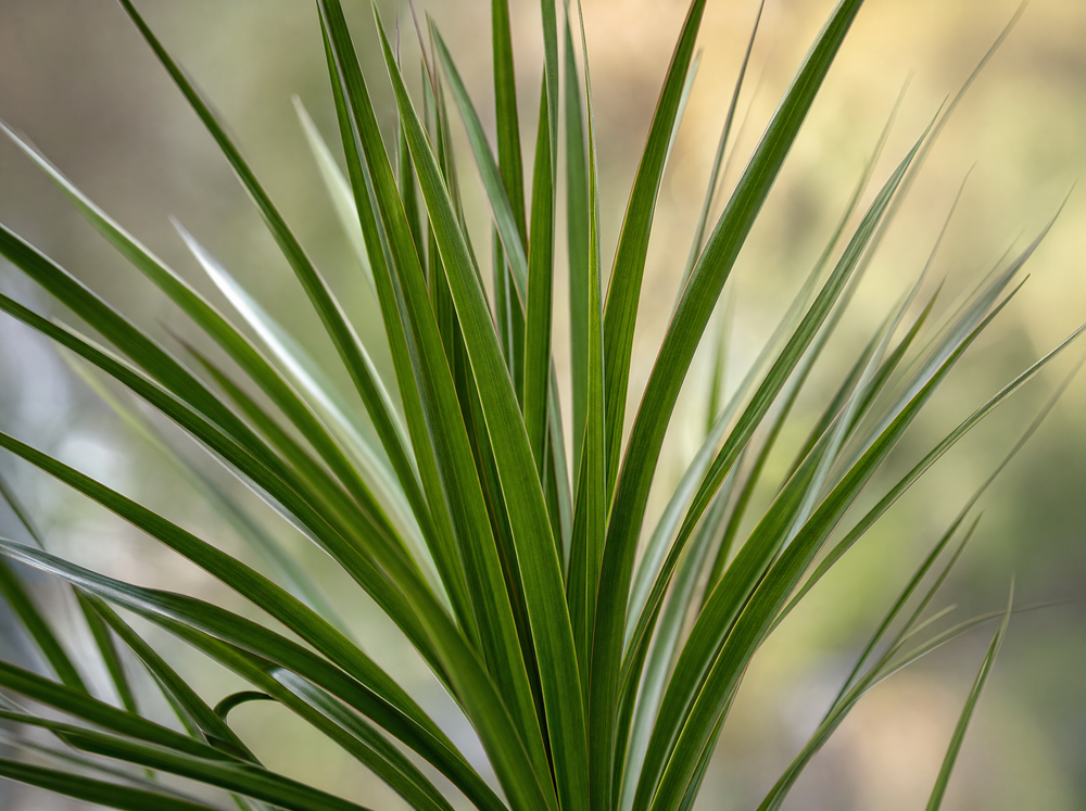 Dracaena Marginata - ↨120cm - Ø21cm inclusief elho Greenville Round zwart D24xH23 - blad close-up