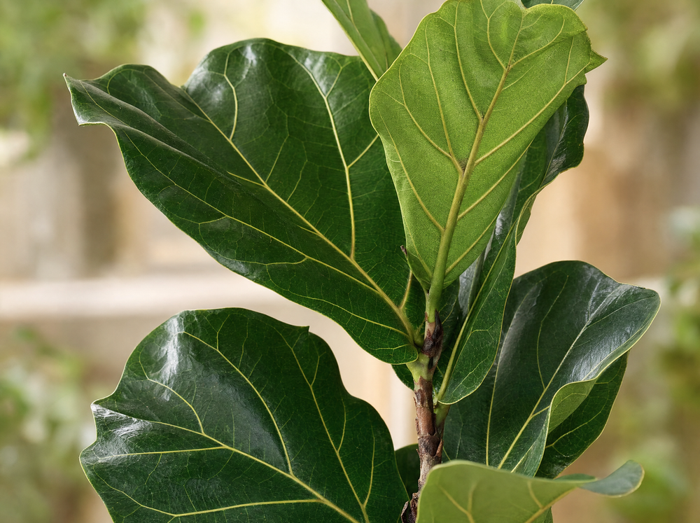 Ficus Lyrata struik - 80cm - blad close-up