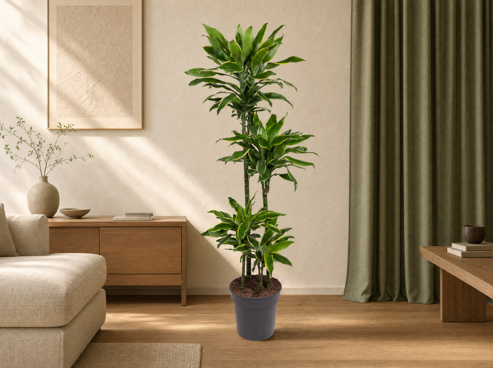 Dracaena Golden Coast - 140 cm - ø27 - interieur