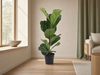 Ficus Lyrata struik - 80cm