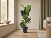 Ficus Lyrata struik - 80cm