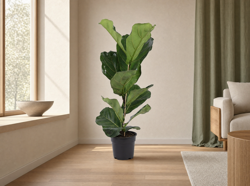 Ficus Lyrata struik - 80cm - interieur