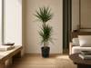 Dracaena Marginata - ↨120cm - Ø21cm inclusief elho Greenville Round zwart D24xH23