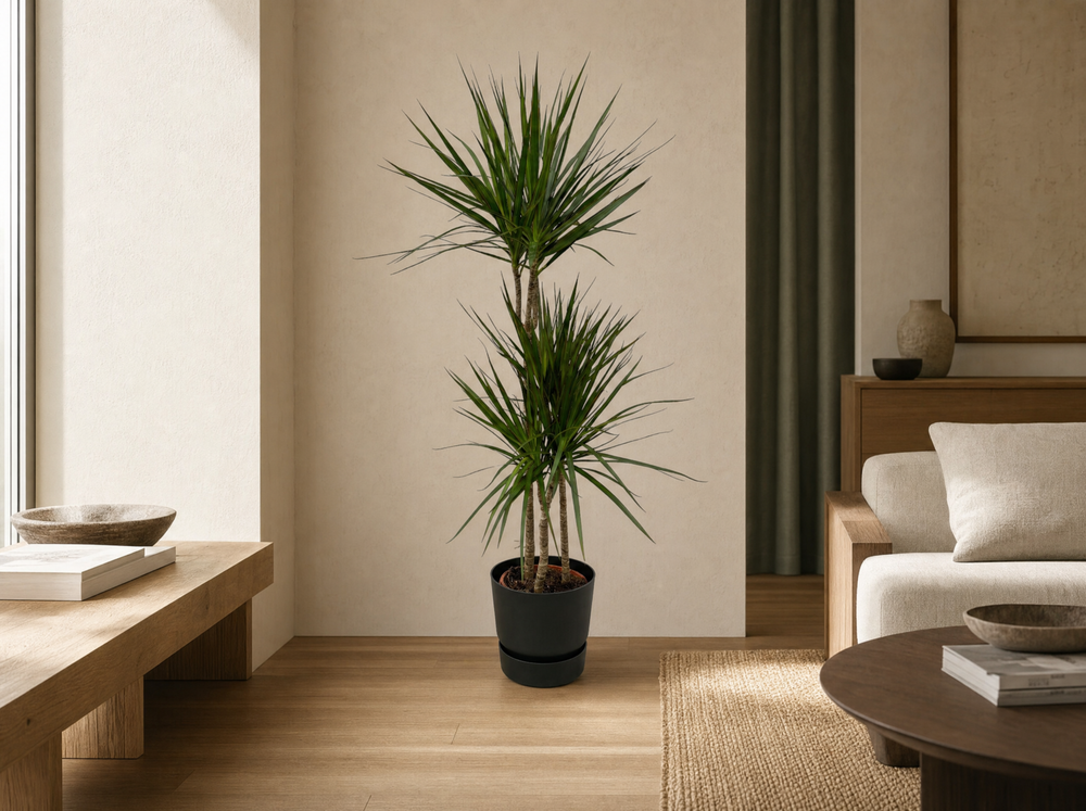 Dracaena Marginata - ↨120cm - Ø21cm inclusief elho Greenville Round zwart D24xH23 - interieur