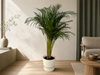 Areca palm - ↨130cm - Ø24cm inclusief elho Greenville Round wit D30xH28
