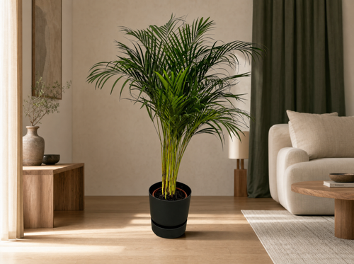 Areca palm - ↨130cm - Ø24cm inclusief elho Greenville Round zwart D30xH28 - interieur