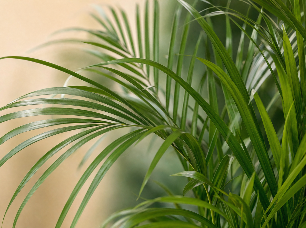 Areca palm - ↨130cm - Ø24cm inclusief elho Greenville Round wit D30xH28 - blad close-up