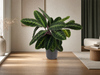 Calathea Warscewiczii - 90 cm - Ø24