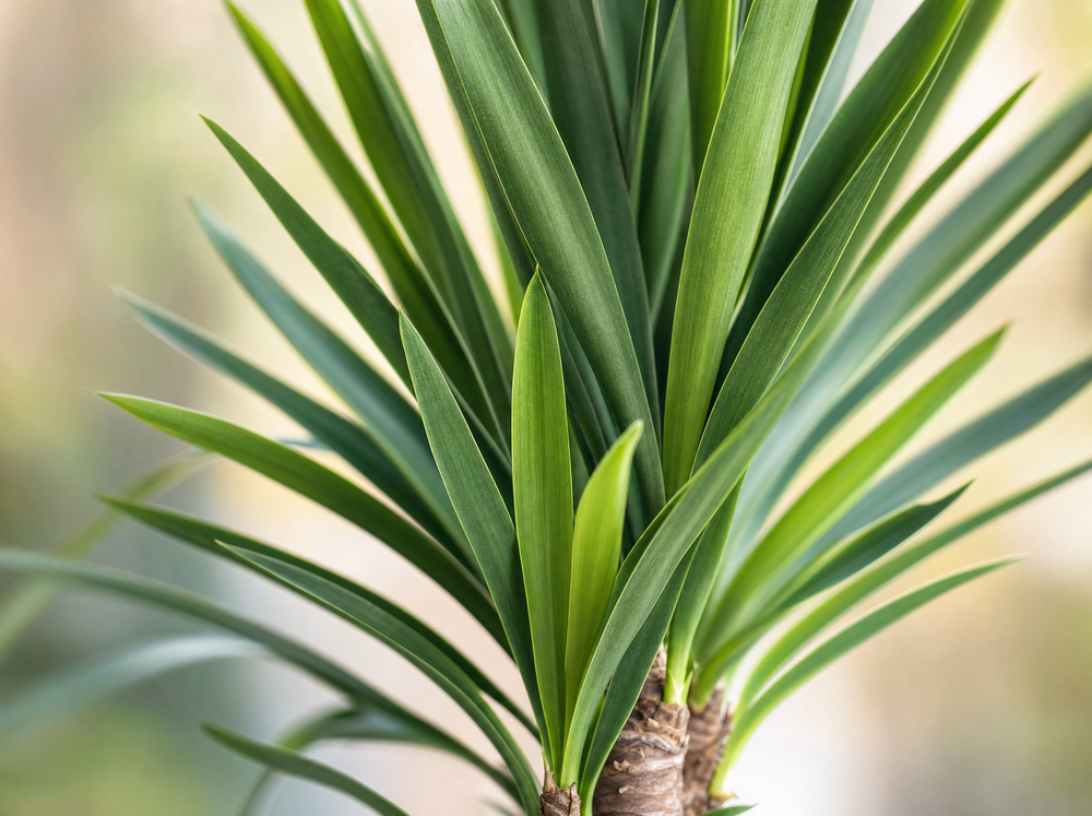 Yucca Elephantipe 180cm - blad close-up