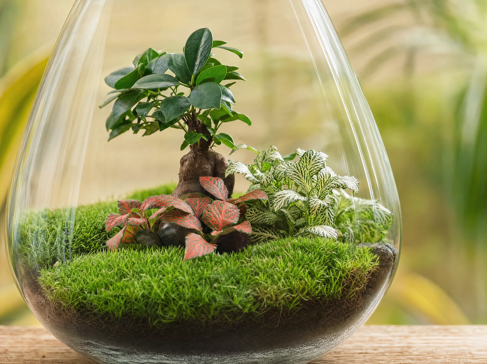 DIY Planten terrarium - Drop XL Bonsai 'red' - Ø 24 cm ↑ 37 cm - Rake + Shovel + Tweezer + Scissors - detail