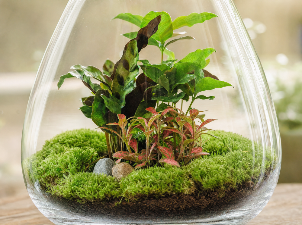 DIY Planten terrarium - Drop XL Palm - Ø 24 cm ↑ 37 cm - Rake + Shovel + Tweezer + Scissors - detail