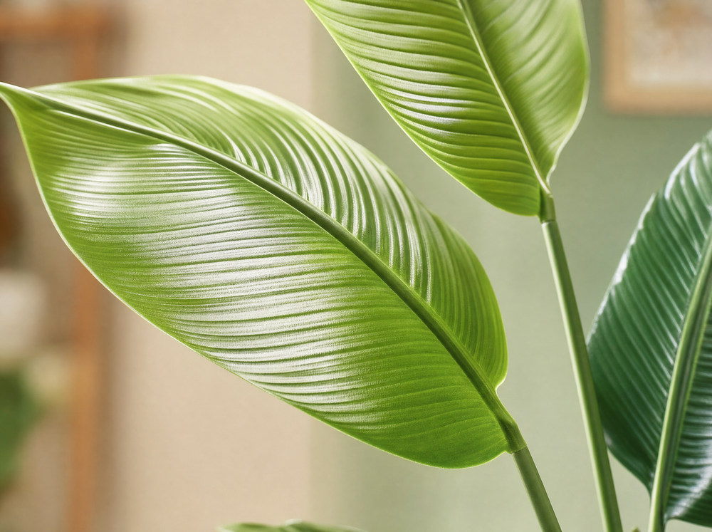 Strelitzia nicolai - 180 cm - In zwarte pot - Kunstplant - ARTIFICIAL - blad close-up