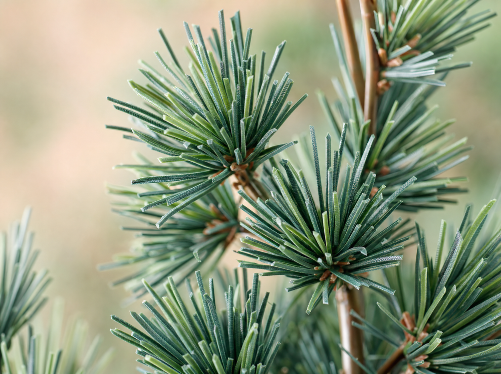 Dennenboom (Cedar Pine) 150 cm – Kunstplant in pot - ARTIFICIAL - blad close-up