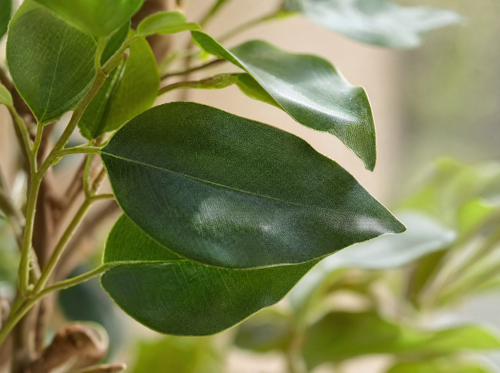 Ficus Liana Kunstboom 140cm - Kunstplant - Artificial plant - blad close-up