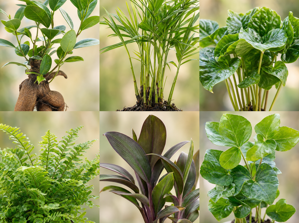Mini planten set 6 - Inclusief 6x pot Joey grijs mat - blad close-up