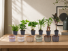 Mini planten set 6 - Inclusief pot set Barcelona