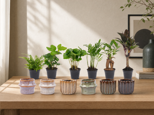 Mini planten set 6 - Inclusief pot set Barcelona - interieur
