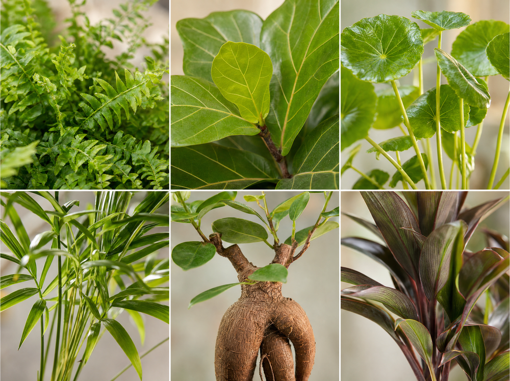 Mini planten set 6 - Inclusief pot set Barcelona - blad close-up