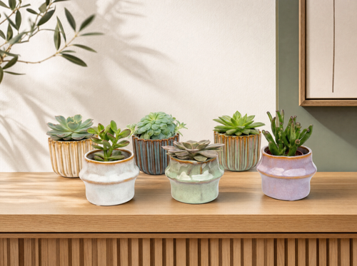 Succulenten Set van 6 in Keramische Mini Potjes Barcelona -  ↑ 8–12 cm - interieur
