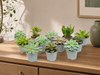 Set of 12 -  Succulent Mix Set - Assorted Succulents in 6 cm Pots (8–12 cm high)