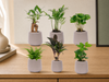 Mini planten set 6 - Inclusief 6x pot Joey grijs mat