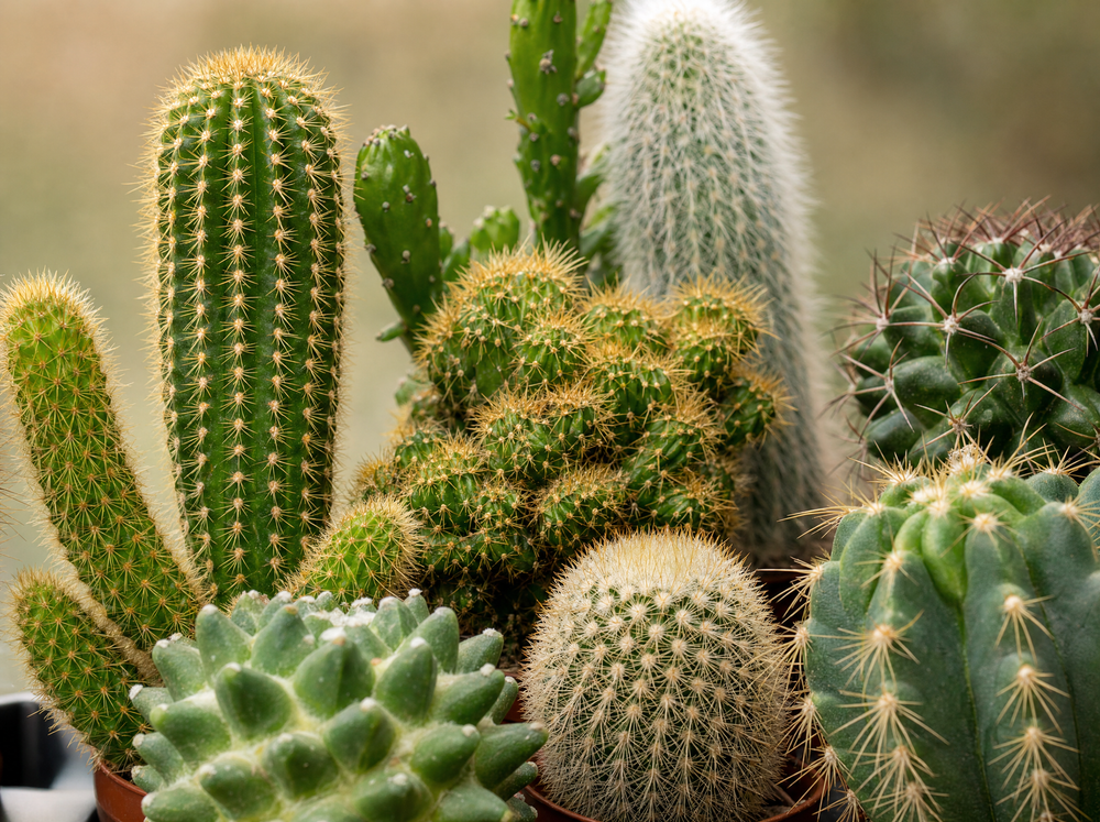 Succulenten Set van 6 in Keramische Mini Potjes Barcelona -  ↑ 8–12 cm - blad close-up