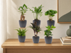 Mini planten set 6 - Inclusief 6x pot Boule Antraciet