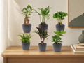 Mini planten set 6 - Inclusief 6x pot Boule Antraciet - interieur