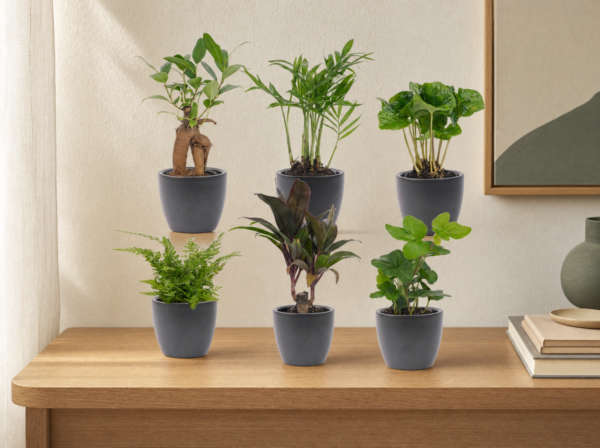 Mini planten set 6 - Inclusief 6x pot Boule Antraciet - interieur