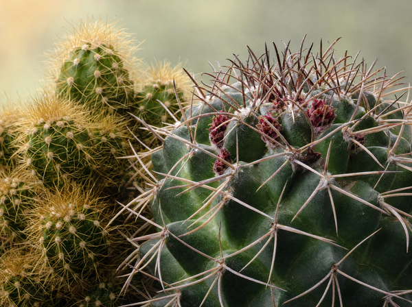 Cactus Set van 6 in Keramische Mini Potjes Madrid -  ↑ 8–12 cm - blad close-up