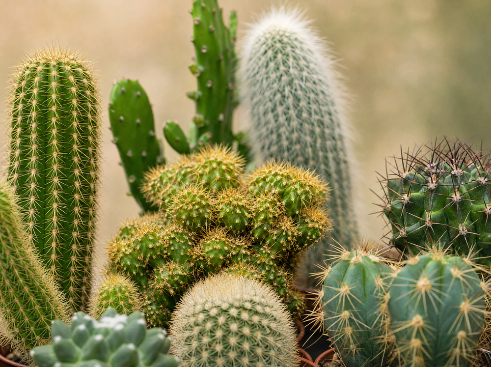 Cactus Set van 6 in Keramische Mini Potjes San Juan -  ↑ 8–12 cm - blad close-up