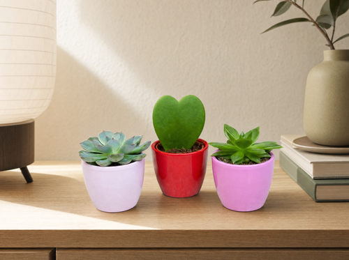 Plant set van 3 met mini pot - Love - Vetplanten - roze/rood - Ø 6 cm - interieur