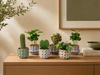 Plant set van 6 met pot set San Juan - Cactus mix - Ø 6 cm
