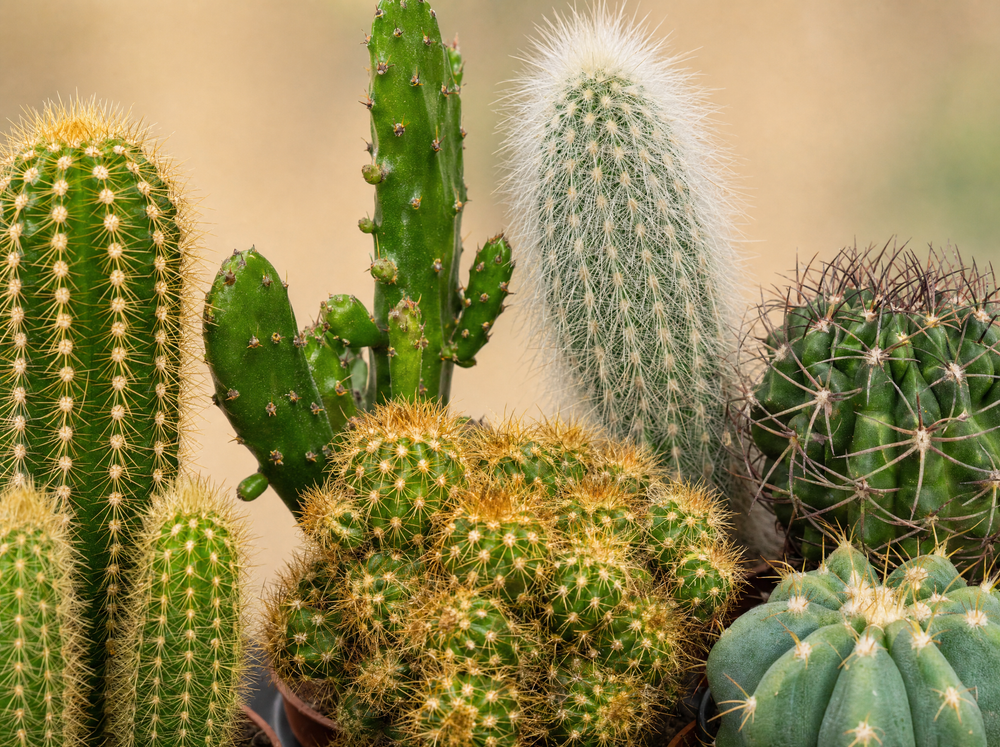 Cactus Set van 12 - ↑ 8–12 cm - blad close-up