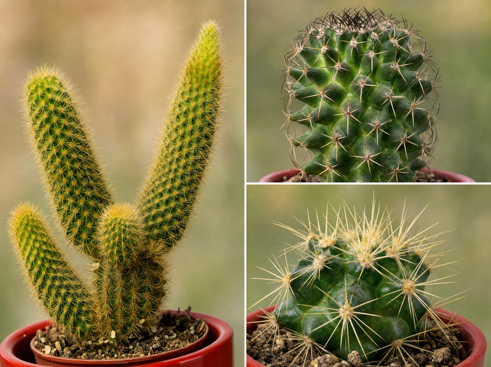 Cactussen set van 3 met rode mini-pot - Mix van levende cactussen - ↑ 8-12 cm - blad close-up