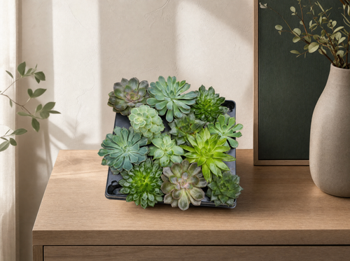 Succulenten set van 3 met rode mini pot - ↑ 8–12 cm - interieur