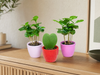 Plant set van 3 met mini pot - Love - Coffea Arabica - roze/rood - Ø 6 cm