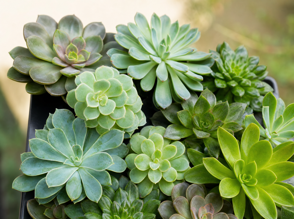 Succulenten set van 3 met rode mini pot - ↑ 8–12 cm - blad close-up