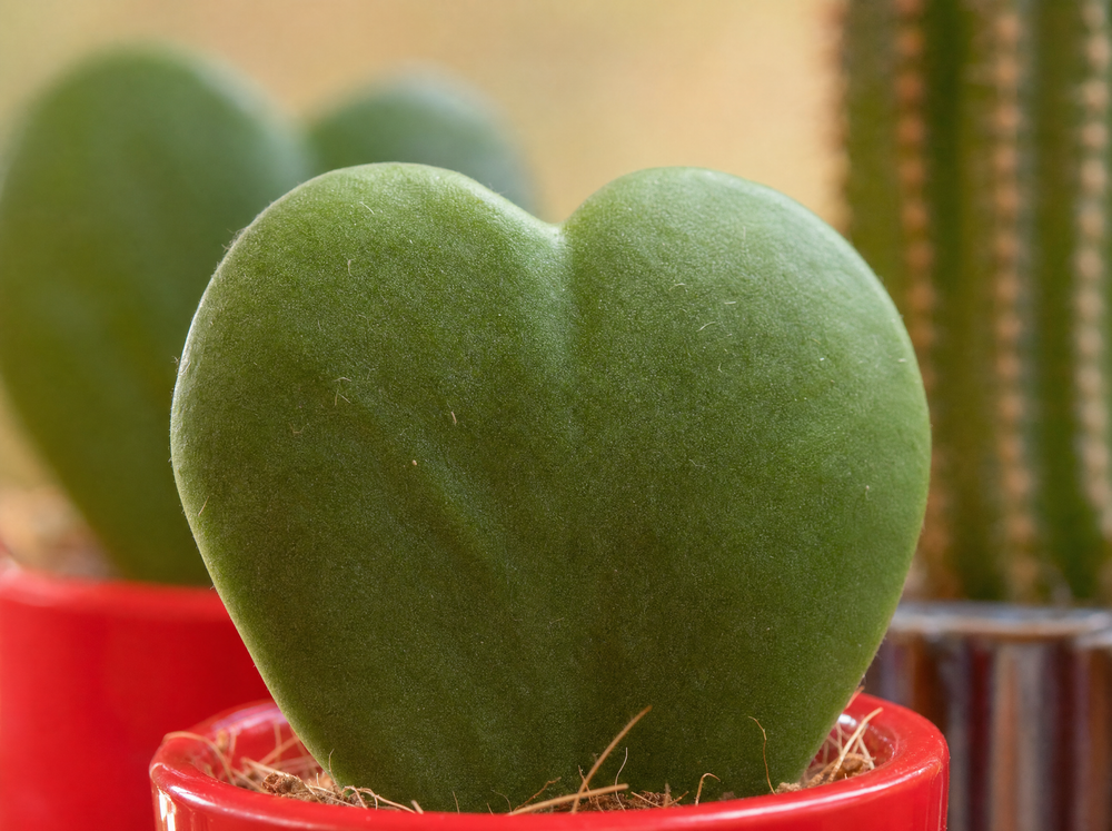 Plant set van 3 met mini pot - Love - Hoya Kerrii - roze/rood - Ø 6 cm - blad close-up