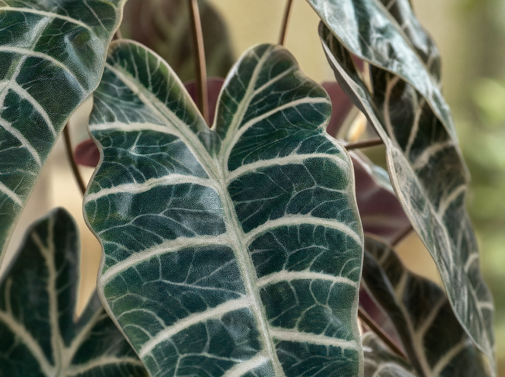 Alocasia bush in pot 40 cm - Kunstplant - Artificial plant - blad close-up