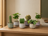 Plant set van 6 met pot set San Juan - plant mix - Ø 6 cm
